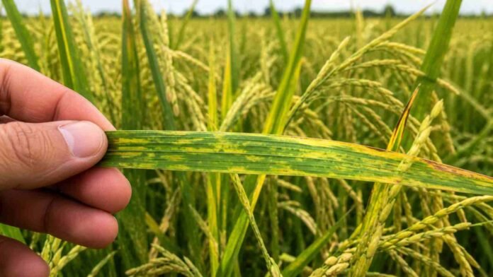 Hoja de arroz con síntomas de mosaico y amarillamiento sostenida por un productor en lote argentino, mostrando posible infección viral en el cultivo.