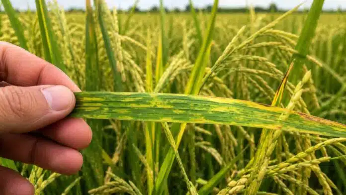 arroz-sintomas-virus-mosaico-necrotico-hoja-cultivo-argentina-ruralnet Hoja de arroz con síntomas de mosaico y amarillamiento sostenida por un productor en lote argentino, mostrando posible infección viral en el cultivo.
