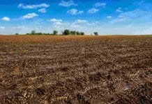 Clima en abril 2026: lluvias mejoran reservas hídricas pero complican la cosecha de soja y maíz Lote en barbecho húmedo en campo argentino con suelo saturado por lluvias recientes y rastrojos visibles bajo cielo despejado