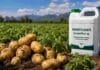 Biofertilizantes en papa: ensayos del INTA lograron hasta 7 toneladas más por hectárea en Tucumán Cultivo de papa en Tucumán con biofertilizantes aplicados en campo para mejorar rendimiento y eficiencia nutricional.