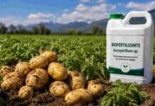 Biofertilizantes en papa: ensayos del INTA lograron hasta 7 toneladas más por hectárea en Tucumán Cultivo de papa en Tucumán con biofertilizantes aplicados en campo para mejorar rendimiento y eficiencia nutricional.