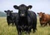 La ganadería en su mejor momento: valores históricos en la Expo Angus de Otoño Tres bovinos Angus en un campo verde, con uno negro en primer plano y otros al fondo, bajo cielo azul con nubes dispersas