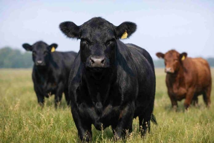 bovinos_angus_1 Tres bovinos Angus en un campo verde, con uno negro en primer plano y otros al fondo, bajo cielo azul con nubes dispersas