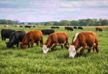 Un establecimiento ganadero de Corrientes logró la primera certificación Verra de carbono en pastizales naturales de Argentina tras seis años de manejo holístico
