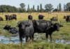 Córdoba mapeó sus más de 5.000 búfalos: dónde están, cuántos son y por qué crece esta alternativa ganadera Búfalos pastando en un campo inundable de Córdoba bajo condiciones productivas ganaderas argentinas.