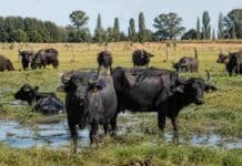 Córdoba mapeó sus más de 5.000 búfalos: dónde están, cuántos son y por qué crece esta alternativa ganadera Búfalos pastando en un campo inundable de Córdoba bajo condiciones productivas ganaderas argentinas.