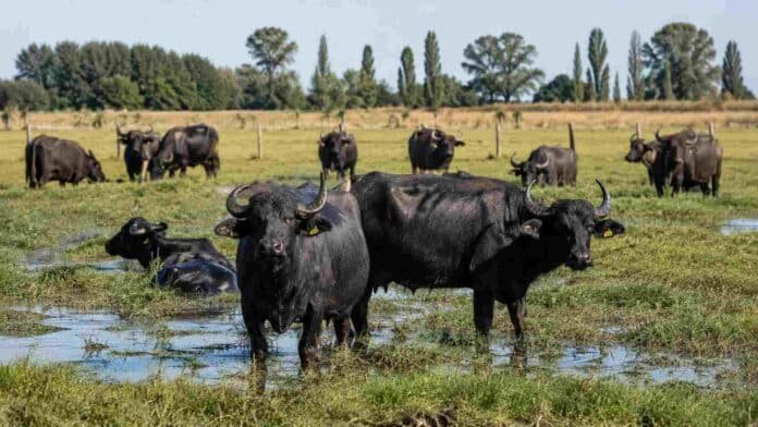 Búfalos pastando en un campo inundable de Córdoba bajo condiciones productivas ganaderas argentinas.