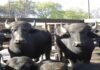Expo Búfalos 2026: toros a $13 millones y un mensaje contundente para el agro argentino Búfalos en corrales rurales, imagen ilustrativa sobre producción ganadera y sistemas de cría bubalina en Argentina.