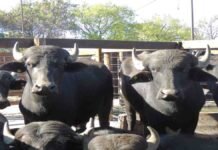 Expo Búfalos 2026: toros a $13 millones y un mensaje contundente para el agro argentino Búfalos en corrales rurales, imagen ilustrativa sobre producción ganadera y sistemas de cría bubalina en Argentina.