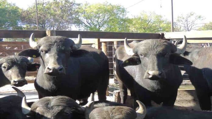 bufalos-campo-corrales-ganaderia-ruralnet Búfalos en corrales rurales, imagen ilustrativa sobre producción ganadera y sistemas de cría bubalina en Argentina.