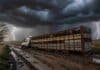 El fin de semana largo golpea fuerte: tormentas en el norte y heladas en la pampa complican al campo Camión jaula transportando hacienda Angus encajado en un camino rural con barro profundo, inclinado hacia un lado bajo una tormenta severa con lluvia y relámpagos en la pampa húmeda argentina