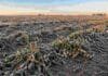 Córdoba amaneció con casi -10°C y el maní arrancado pagó el precio más alto Campo de maní próximo a cosecha en la zona de Río Segundo, Córdoba, afectado por heladas intensas, con plantas cubiertas de escarcha durante el amanecer