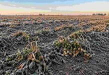 Córdoba amaneció con casi -10°C y el maní arrancado pagó el precio más alto Campo de maní próximo a cosecha en la zona de Río Segundo, Córdoba, afectado por heladas intensas, con plantas cubiertas de escarcha durante el amanecer
