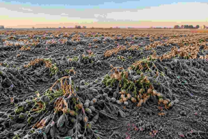 campo-mani-helada-rio-segundo-cordoba-ruralnet Campo de maní próximo a cosecha en la zona de Río Segundo, Córdoba, afectado por heladas intensas, con plantas cubiertas de escarcha durante el amanecer