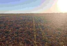 Trigo 2026: la humedad mejora el arranque, pero los costos obligan a hilar fino Campo agrícola con brotes verdes emergiendo en hileras bajo la luz del amanecer, con suelo marrón y cielo despejado en formato 16:9.
