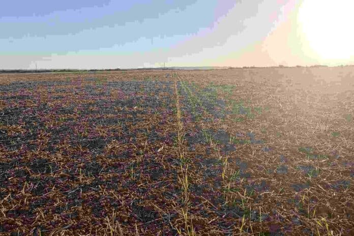 campo_brotes_verdes_amanecer_16x9 Campo agrícola con brotes verdes emergiendo en hileras bajo la luz del amanecer, con suelo marrón y cielo despejado en formato 16:9.