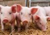 SENASA lanza su campaña anual contra la triquinosis: claves para productores, elaboradores y consumidores antes del invierno Lechones en una granja porcina sobre cama de paja dentro de un establecimiento de producción animal.