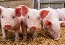 SENASA lanza su campaña anual contra la triquinosis: claves para productores, elaboradores y consumidores antes del invierno Lechones en una granja porcina sobre cama de paja dentro de un establecimiento de producción animal.
