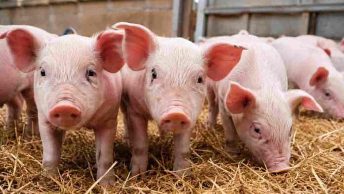 Lechones en una granja porcina sobre cama de paja dentro de un establecimiento de producción animal.