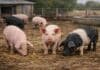 SENASA refuerza la prevención de triquinosis en la producción porcina familiar: las claves para pequeños y medianos productores Grupo de cerdos rosados y negros en un corral rural con suelo de paja y fondo de galpón, sin elementos adicionales