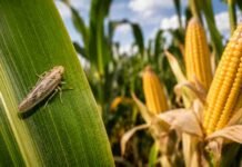 Chicharrita del maíz: crecen las capturas en varias regiones y alertan por el riesgo de los maíces “guachos” Chicharrita del maíz sobre hoja de cultivo con espigas maduras al fondo en lote agrícola argentino.