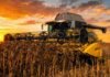 Girasol 2025/26: Argentina alcanza una campaña histórica y podría superar las 7 millones de toneladas Cosechadora trabajando en un lote de girasol durante un amanecer intenso en un campo argentino, con cielo anaranjado y ambiente de plena cosecha agrícola