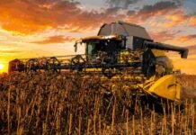 Girasol 2025/26: Argentina alcanza una campaña histórica y podría superar las 7 millones de toneladas Cosechadora trabajando en un lote de girasol durante un amanecer intenso en un campo argentino, con cielo anaranjado y ambiente de plena cosecha agrícola