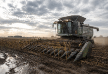 La cosecha de girasol llega al 97% y mejora la proyección de producción a 6,6 MTn Cosechadora Fendt con orugas y cabezal girasolero trabajando en un lote de girasol con barro y charcos en la zona núcleo argentina bajo cielo nublado.