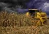 La cosecha de maíz avanza lentamente pero sostiene rindes sólidos y una producción estimada en 61 MTn Cosechadora New Holland trabajando en un lote de maíz seco bajo un cielo de tormenta con nubes oscuras en el campo argentino.