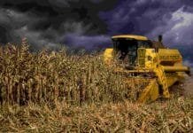 La cosecha de maíz avanza lentamente pero sostiene rindes sólidos y una producción estimada en 61 MTn Cosechadora New Holland trabajando en un lote de maíz seco bajo un cielo de tormenta con nubes oscuras en el campo argentino.