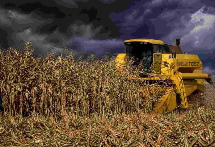 Cosechadora New Holland trabajando en un lote de maíz seco bajo un cielo de tormenta con nubes oscuras en el campo argentino.