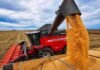 El maíz argentino va por un récord histórico: proyectan 64 millones de toneladas Cosechadora Massey Ferguson descargando granos de maíz en una tolva durante la cosecha, con lote agrícola y cielo parcialmente nublado de fondo.