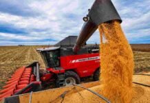 El maíz argentino va por un récord histórico: proyectan 64 millones de toneladas Cosechadora Massey Ferguson descargando granos de maíz en una tolva durante la cosecha, con lote agrícola y cielo parcialmente nublado de fondo.