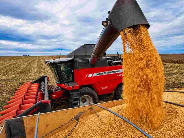 cosecha-maiz-massey-ferguson-descarga-granos-ruralnet Cosechadora Massey Ferguson descargando granos de maíz en una tolva durante la cosecha, con lote agrícola y cielo parcialmente nublado de fondo.