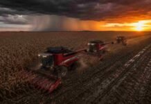 Santa Fe rumbo a una campaña agrícola récord Tres cosechadoras Massey Ferguson cosechando maíz en formación tándem durante un atardecer tormentoso en un lote con suelo mojado y barro en la región pampeana argentina