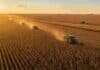 La cosecha que rompió todos los récords: maíz a 70 millones y soja con el mejor rinde en seis años Vista aérea de una cosecha masiva de maíz en la pampa argentina al atardecer, con varias cosechadoras trabajando en simultáneo entre polvo y luz dorada, y un lote de soja al fondo.