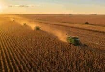 La cosecha que rompió todos los récords: maíz a 70 millones y soja con el mejor rinde en seis años Vista aérea de una cosecha masiva de maíz en la pampa argentina al atardecer, con varias cosechadoras trabajando en simultáneo entre polvo y luz dorada, y un lote de soja al fondo.