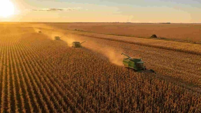 Vista aérea de una cosecha masiva de maíz en la pampa argentina al atardecer, con varias cosechadoras trabajando en simultáneo entre polvo y luz dorada, y un lote de soja al fondo.