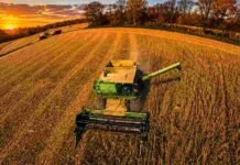 La cosecha de soja acelera con rindes récord y la producción sube a 50,1 millones de toneladas Cosechadora trabajando en un lote de soja durante el atardecer, con colores dorados, rastrojo y paisaje rural argentino.