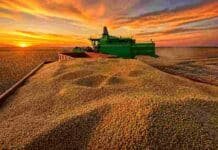 Un millón de hectáreas cosechadas de soja en 7 días y sube la producción en 800.000 toneladas Cosecha de soja con cosechadora en el campo argentino al atardecer, con granos acumulados en primer plano y el sol ocultándose en el horizonte.