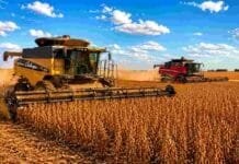 La soja en Santa Fe cerró una campaña récord con más de 4,1 millones de toneladas Cosechadoras Challenger y Massey Ferguson trabajan en un amplio lote de soja en estado R7 en la zona núcleo, bajo cielo despejado con nubes blancas.