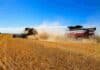 La cosecha de soja avanzó fuerte en Santa Fe y ya alcanza el 85% del área sembrada Dos cosechadoras trabajando en plena cosecha de soja en un campo argentino, levantando una gran nube de polvo bajo un cielo despejado y ambiente seco de campaña agrícola
