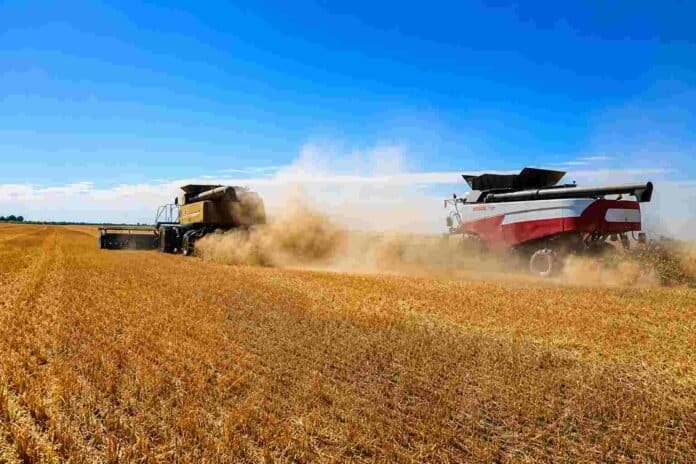 Dos cosechadoras trabajando en plena cosecha de soja en un campo argentino, levantando una gran nube de polvo bajo un cielo despejado y ambiente seco de campaña agrícola