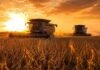 La soja argentina sorprende: rinde como nunca y ya apunta a 50 millones de toneladas Dos cosechadoras Fendt IDEAL cosechan soja en estado R7 al atardecer en la pampa argentina, con luz dorada, polvo suave y vainas secas en primer plano.