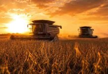 La soja argentina sorprende: rinde como nunca y ya apunta a 50 millones de toneladas Dos cosechadoras Fendt IDEAL cosechan soja en estado R7 al atardecer en la pampa argentina, con luz dorada, polvo suave y vainas secas en primer plano.