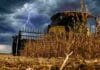La cosecha de soja aceleró su ritmo en todo el país Cosechadora trabajando sobre un lote de soja madura bajo un cielo de tormenta con relámpagos y nubes oscuras en un campo argentino