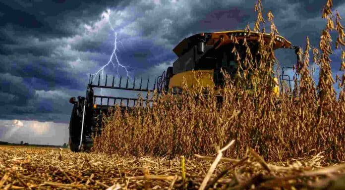 cosecha-soja-tormenta-relampago-campo-ruralnet Cosechadora trabajando sobre un lote de soja madura bajo un cielo de tormenta con relámpagos y nubes oscuras en un campo argentino