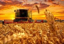 El USDA sacudió al mercado: proyectan la peor cosecha de trigo en EE.UU. desde 1973 y Chicago explota al alza Cosechadora trabajando en un lote de trigo maduro durante un amanecer de colores intensos, con espigas doradas en primer plano y cielo anaranjado sobre el campo