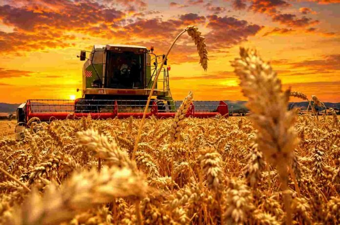 cosecha-trigo-amanecer-cosechadora-campo-ruralnet Cosechadora trabajando en un lote de trigo maduro durante un amanecer de colores intensos, con espigas doradas en primer plano y cielo anaranjado sobre el campo