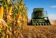 El 27 de mayo llega el 20° Congreso Maizar: cosecha récord, márgenes ajustados y el debate sin filtro sobre el maíz argentino Cosechadora trabajando en un lote de maíz con choclos maduros en campo agrícola argentino bajo cielo despejado.